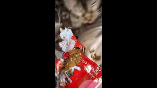 Best Cat Memes Compilation Of 2020 - 2021 Part 54 (Funny Cats)