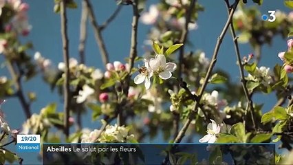 Environnement : les abeilles souffrent de carences alimentaires