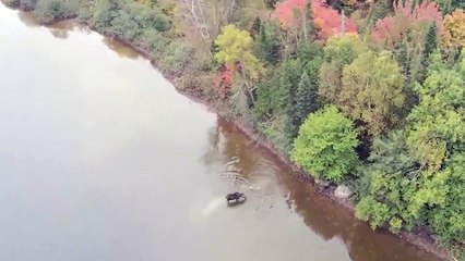 Geyik peşine düşen kurttan böyle kurtuldu