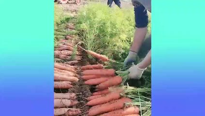 Oddly Satisfying Video for Sleep & Relaxation