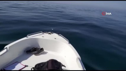 Son dakika haber... Yunusların tekne ile dansı kamerada