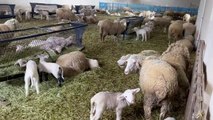 Eski Çevre ve Şehircilik Bakanı Erdoğan Bayraktar: Tarım yapıyorum, inek, koyun ve tavuk yetiştiriyorum
