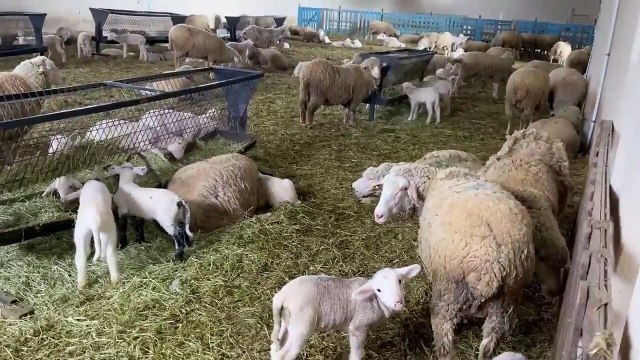 Eski Çevre ve Şehircilik Bakanı Erdoğan Bayraktar: Tarım yapıyorum, inek, koyun ve tavuk yetiştiriyorum