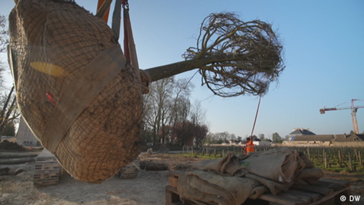 Wenn riesige Bäume auf die Reise gehen