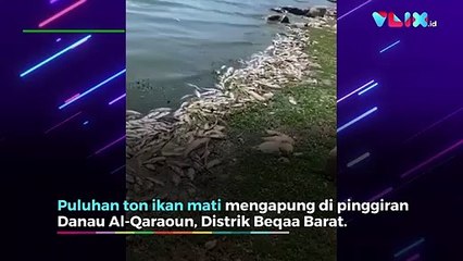 Puluhan Ton Ikan Mati di Danau Lebanon