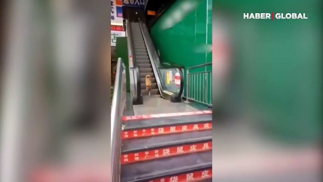 Yürüyen merdivene ters binen köpek izleyenleri gülümsetti
