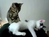 Arkadaşına masaj yapan minik kedi