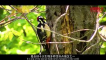 《中国推介》：熊猫老家 多彩宝兴 China Recommendation： Pandas’ Hometown   Colorful Baoxing