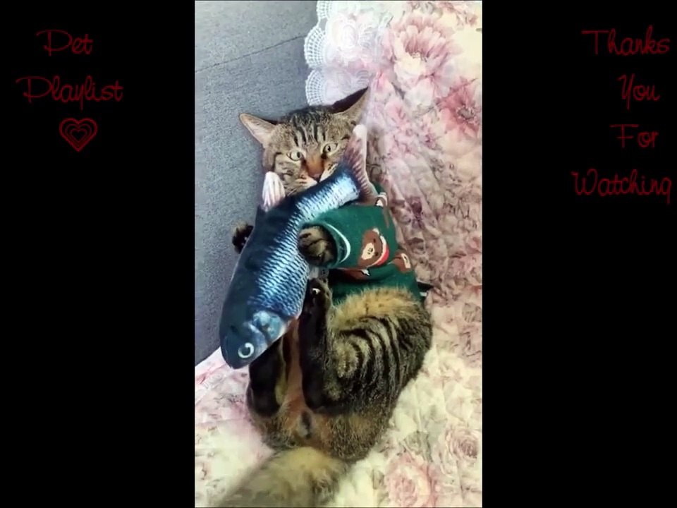 Larva | Larva Funny Episodes Compilation | Videos For Kids | Larva Full Episodes