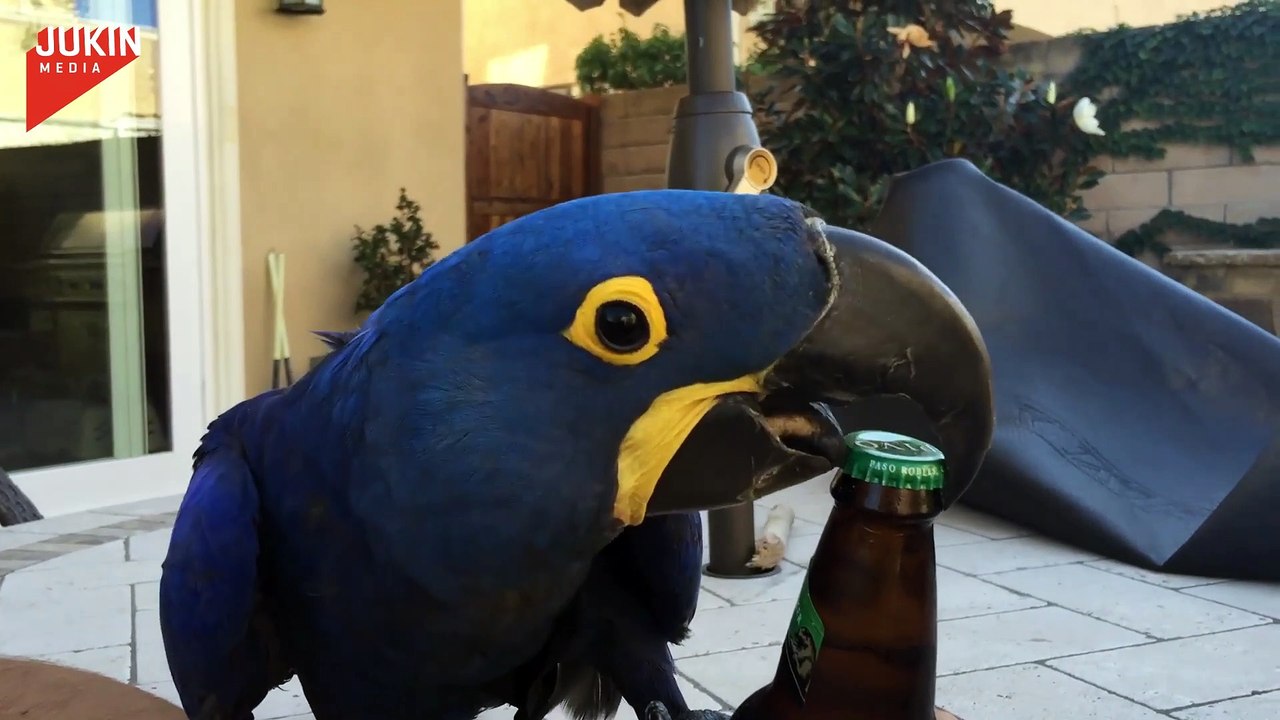 Bird Opens Beer Bottle with Beak
