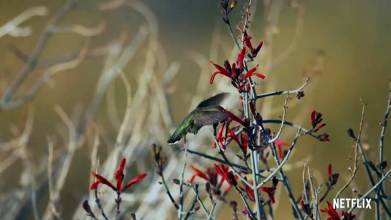 Hummingbirds from Life in Color with David Attenborough  Netflix