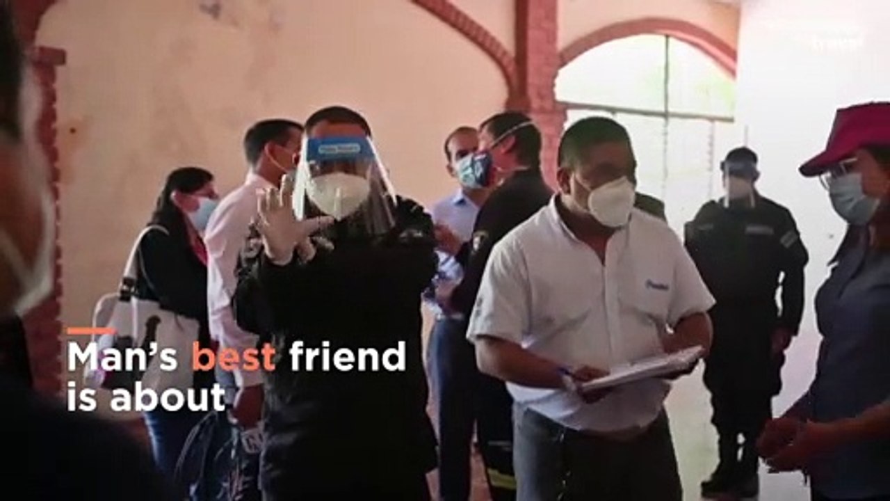 These dogs can tell if you have COVID-19 by smelling your sweat