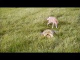 Un renard vient sauver son ami attrapé par un python