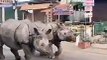 Quand des rhinocéros traversent les rues d'une ville au Népal