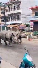 Quand des rhinocéros traversent les rues d'une ville au Népal