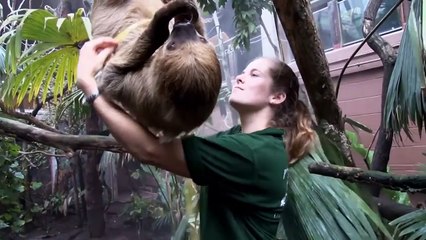 Es Por Eso Que los Perritos Son Arrojados a Jaulas con Guepardos