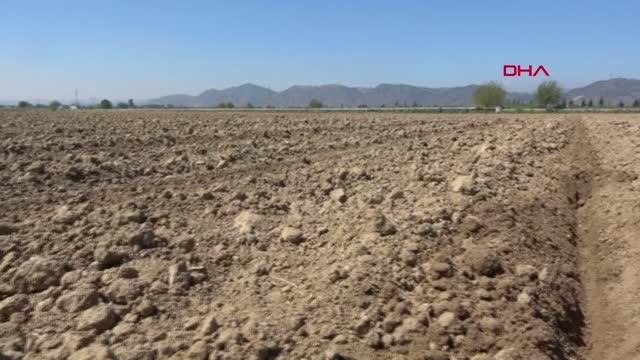 AYDIN İNCİRLİOVA 'DA ÜRETİCİ 'BEYAZ ALTIN PAMUK YERİNE, DAHA AZ SU İSTEYEN AYÇİÇEĞİNE YÖNELMEYE BAŞLADI