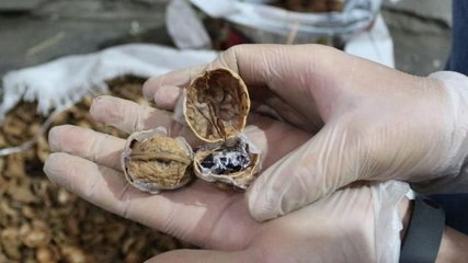 Ceviz kabuklarına gizlemişler Tam 153 kilo