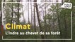 Indre : les forêts victimes du réchauffement climatique