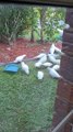 Large Flock of Corellas Caw on Front Lawn