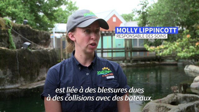 En Floride, l'inquiétante augmentation des morts de lamantins