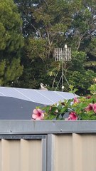 Kookaburra Having Fun on Turbine Vent