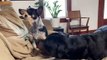 Corgi Teases Rottweiler with Bone