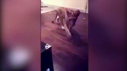 Yavru aslanı hunharca sevmesiyle fenomen olan şempanze