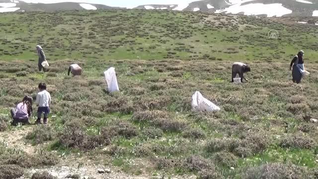 Vatandaşlar, terörden temizlenen dağlarda pancar topladı