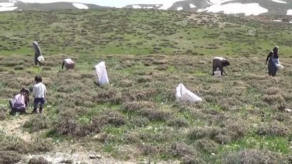 Vatandaşlar, terörden temizlenen dağlarda pancar topladı