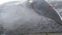 Dev Antarktika balinası Afrika kıyılarına vurdu