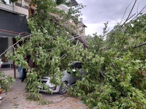 Şiddetli rüzgar ağaçları devirdi