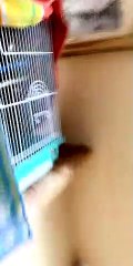 Bird Screams Out an Excited Good Morning