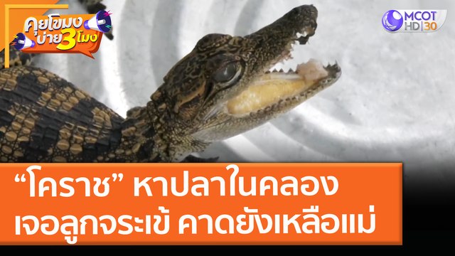 “โคราช” หาปลาในคลองเจอ ลูกจระเข้ คาดยังเหลือแม่่ (30 เม.ย. 64) คุยโขมงบ่าย 3 โมง
