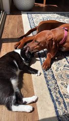 Heartwarming Moment Doggy Helps Clean Kitty