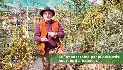 Comment planter un arbre en permaculture ?  (Vidéo)
