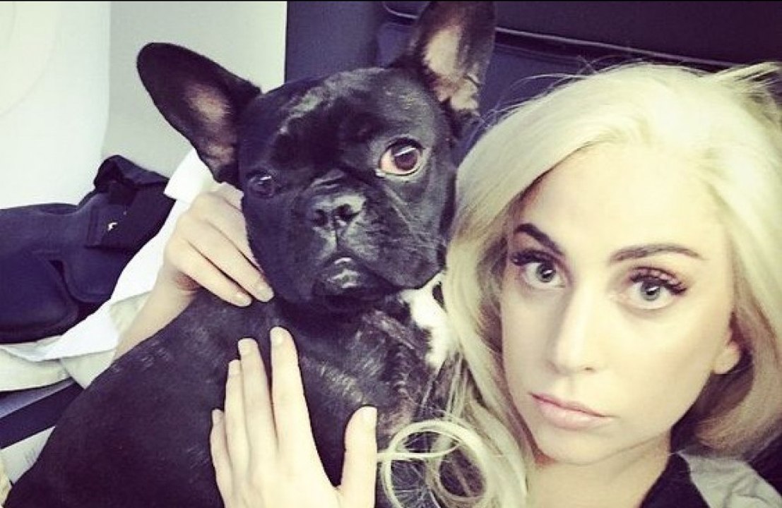 Lady Gaga: Die Hundeentführer sind gefasst!