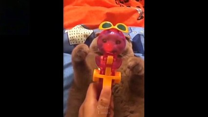 Cute Cats Put a Smile on Your Face