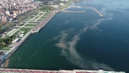 Sahilde "deniz salyası" nedeniyle suda beyaz tabaka oluştu