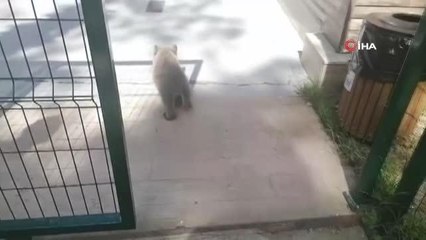 Böyle tatlı ayı görmediniz.. Oyuncaklar ile oynadı, kayığa bindi