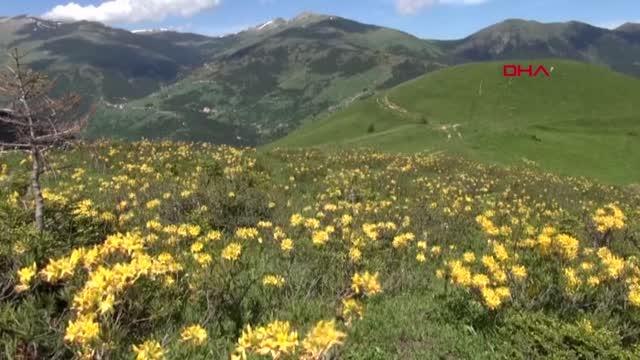KORONAVİRÜS VAKASI GÖRÜLMEYEN YAYLADA İZOLE OLUYORLAR