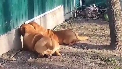Dono apanha cães a olhar com atenção por brecha na vedação... o que era?