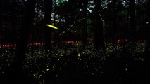 The Great Smoky Mountains' Synchronizing Fireflies Are Coming
