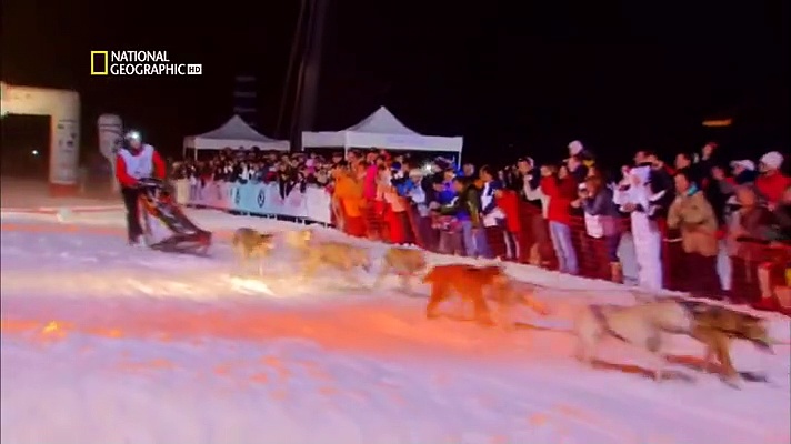 Perros extraordinarios