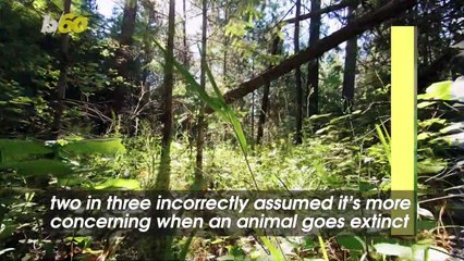 People Mistakenly Think 101 Species Go Extinct a Year– the Real Number Is 100 Times That Amount