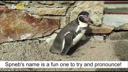 Old Birds! Three Zoo Penguins Believed To Be the Oldest In the UK!