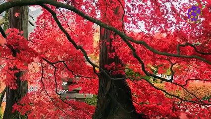 15 Minute Relaxing Music | Forest | Soothing | Slow | Sleep |Study | Joyful | Peaceful | Stress-Relief