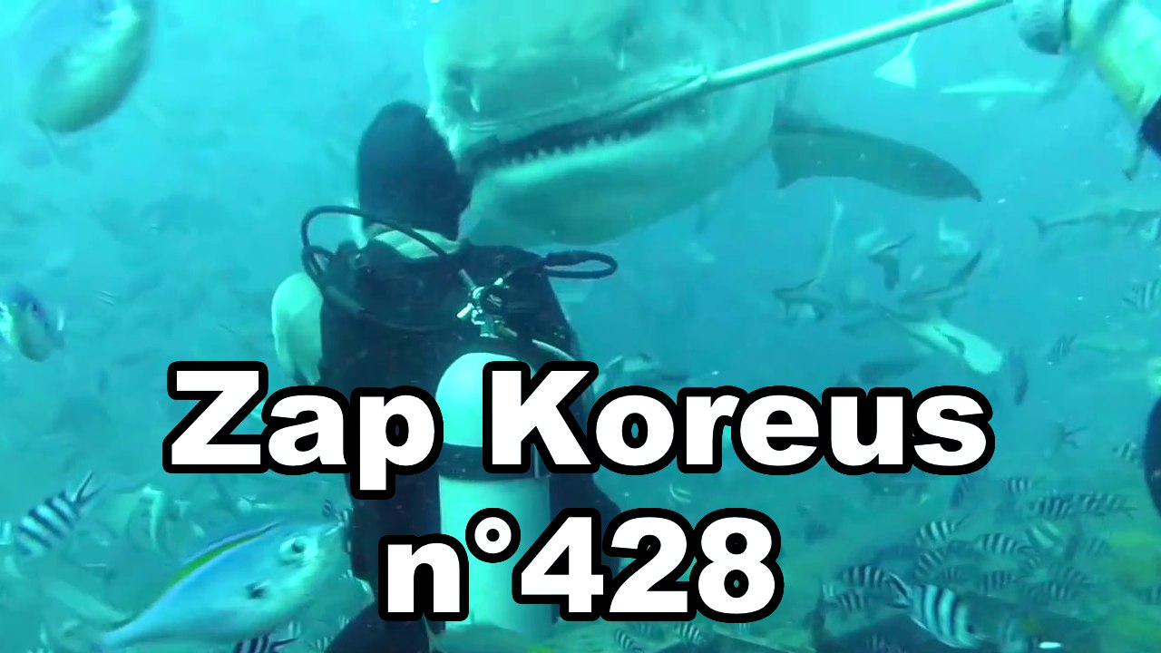 Zap Koreus n°428