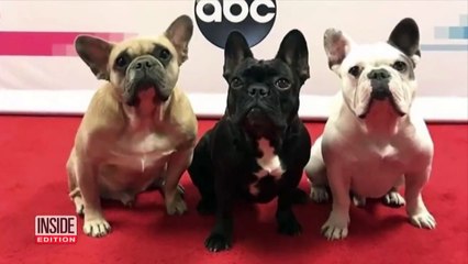 2 Teens charged in connection with stealing lady gaga&apos;s dogs