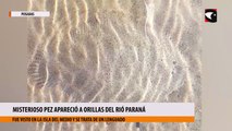 Misterioso pez apareció a orillas del Rió Paraná
